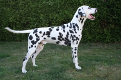 Hunde Mai 047