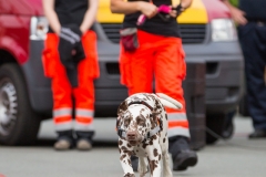 11954546_869948543076156_6320840025743997420_n