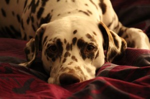 1399731_4989861884549_616517112_o