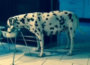 Cella Trchtigkeit Tag 50