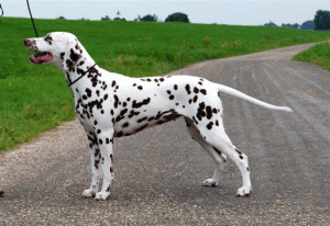 gwynmoryoungemilybrown-nl-m